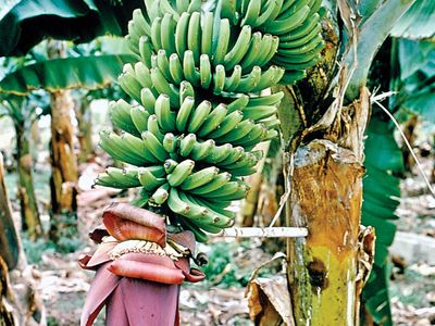Detail Pic Banana Nomer 37