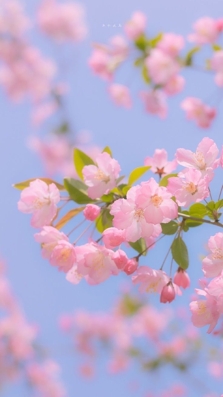 Detail Pic Bunga Nomer 48