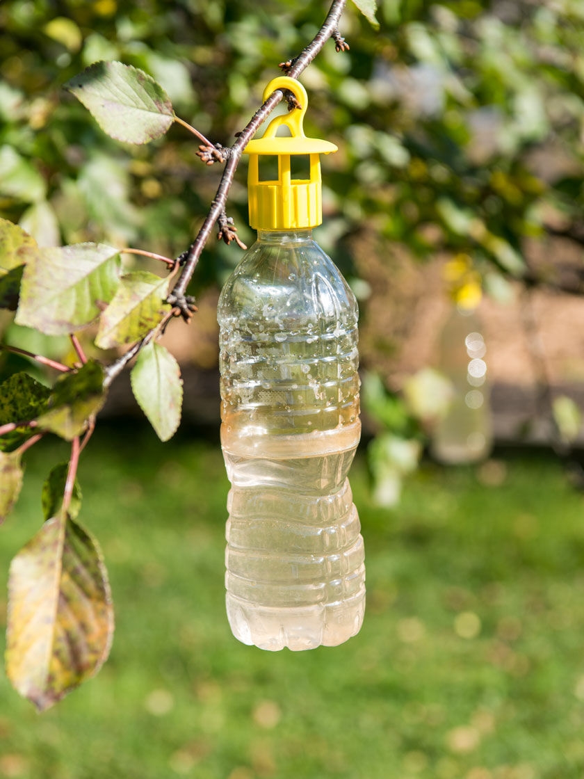 Pic Insect Trap - KibrisPDR