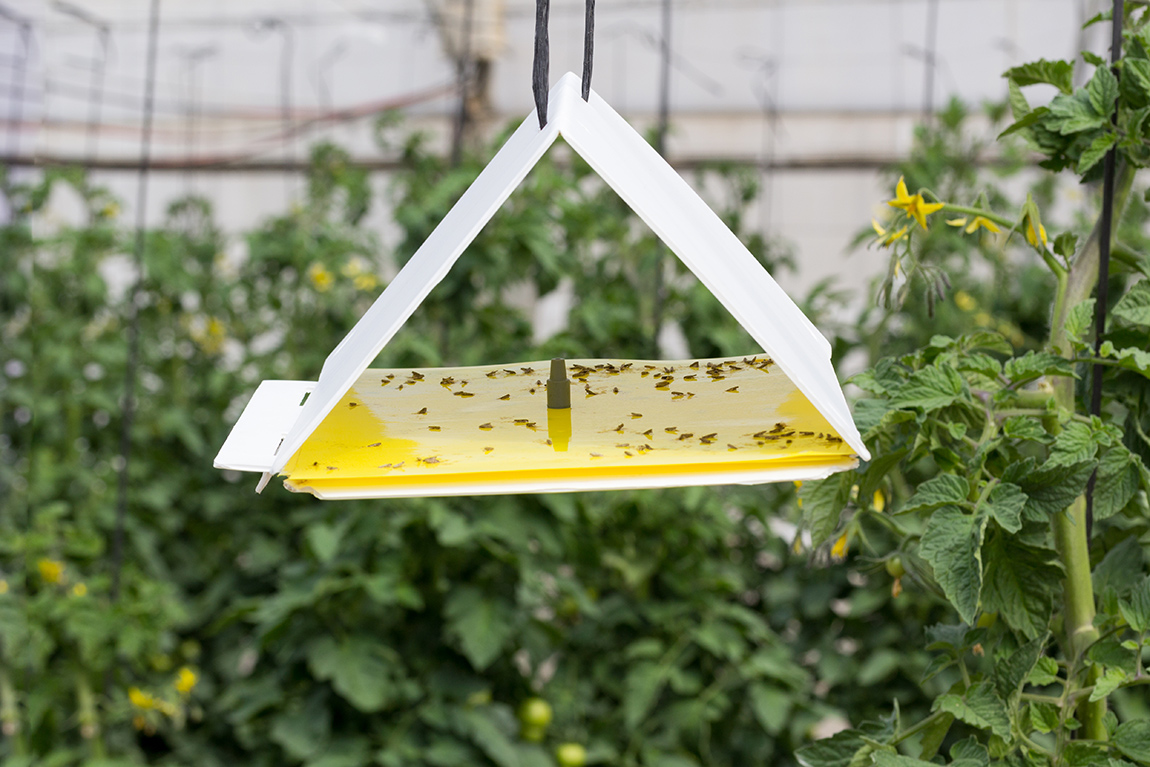 Detail Pic Insect Trap Nomer 18