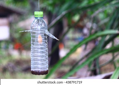Detail Pic Insect Trap Nomer 4