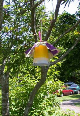 Detail Pic Insect Trap Nomer 51