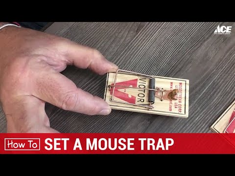 Detail Pic Mouse Trap How To Set Nomer 2