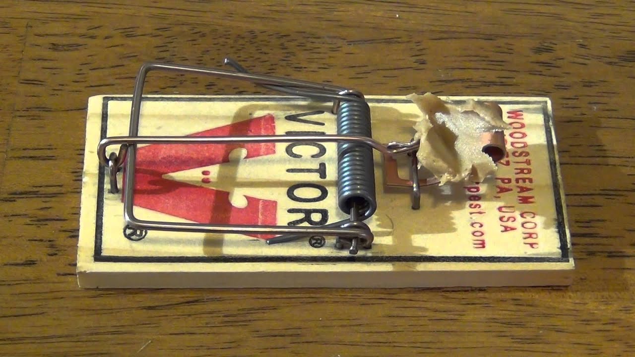 Detail Pic Mouse Trap How To Set Nomer 11