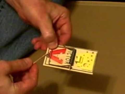 Detail Pic Mouse Trap How To Set Nomer 13