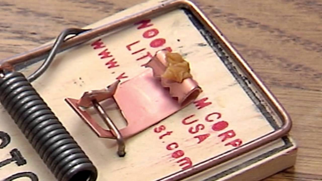 Detail Pic Mouse Trap How To Set Nomer 17