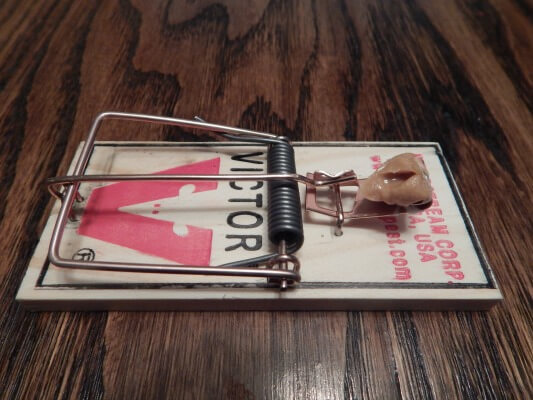 Detail Pic Mouse Trap How To Set Nomer 21