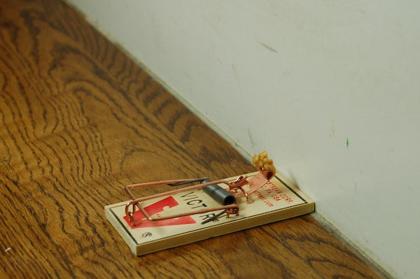 Detail Pic Mouse Trap How To Set Nomer 25