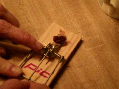 Detail Pic Mouse Trap How To Set Nomer 27