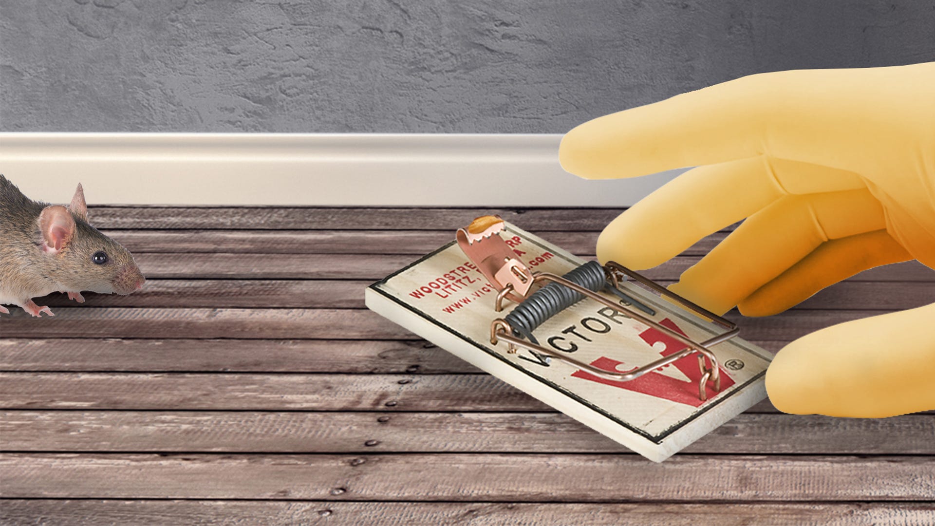 Detail Pic Mouse Trap How To Set Nomer 29