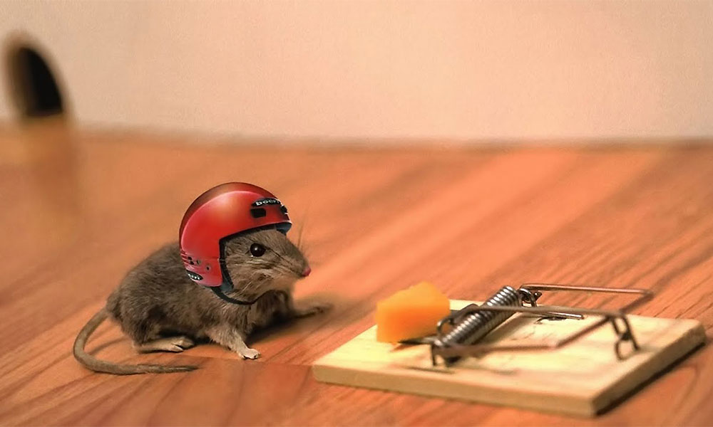 Detail Pic Mouse Trap How To Set Nomer 37