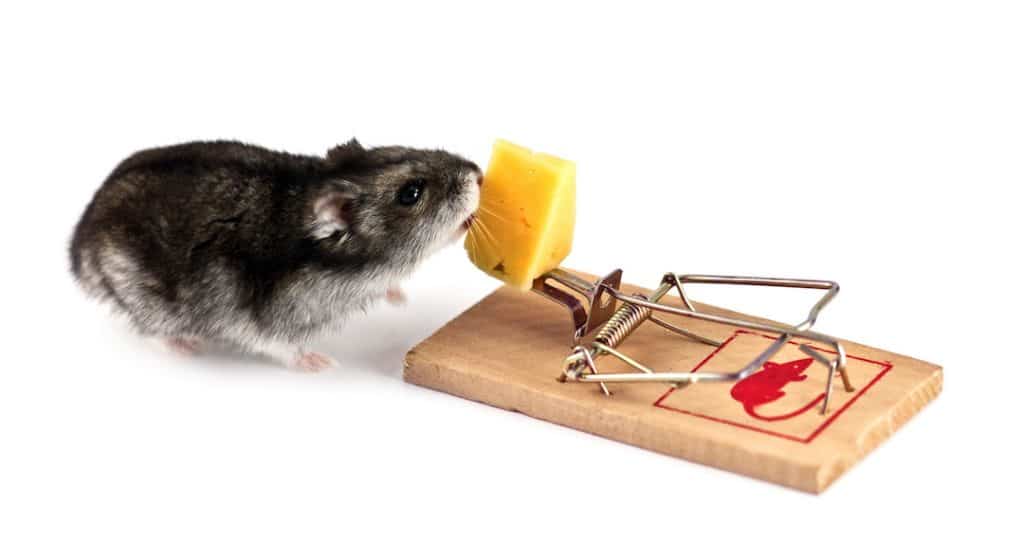 Detail Pic Mouse Trap How To Set Nomer 42