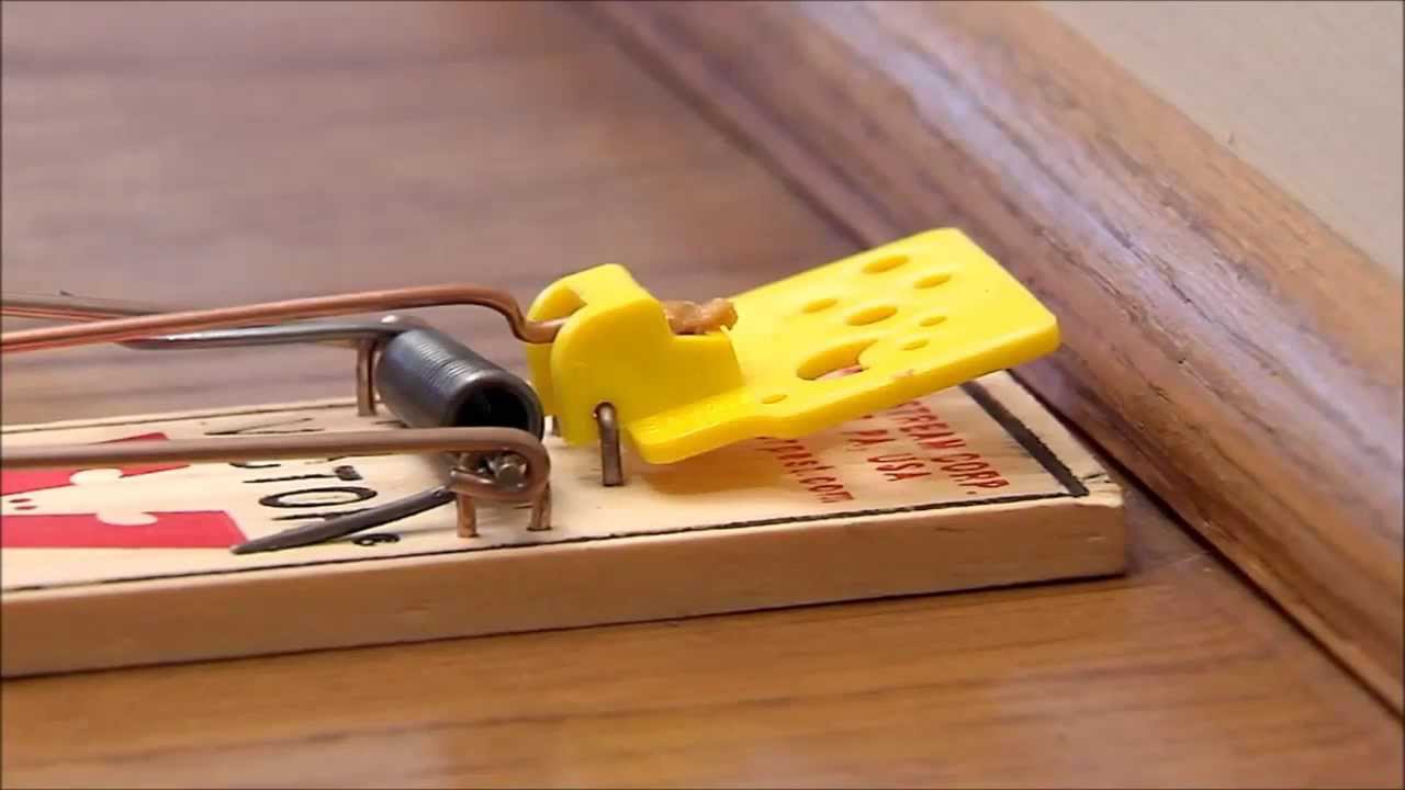 Detail Pic Mouse Trap How To Set Nomer 7