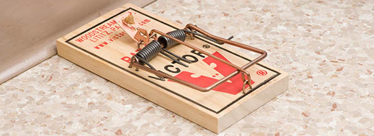 Detail Pic Mouse Trap How To Set Nomer 10