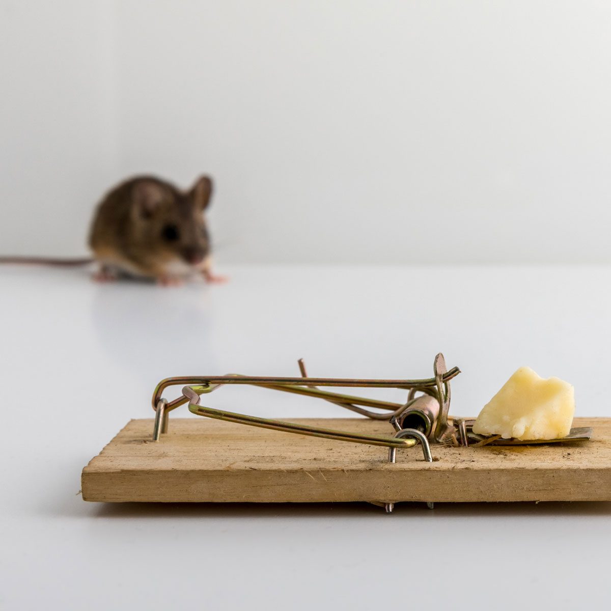Detail Pic Mousetrap Nomer 28