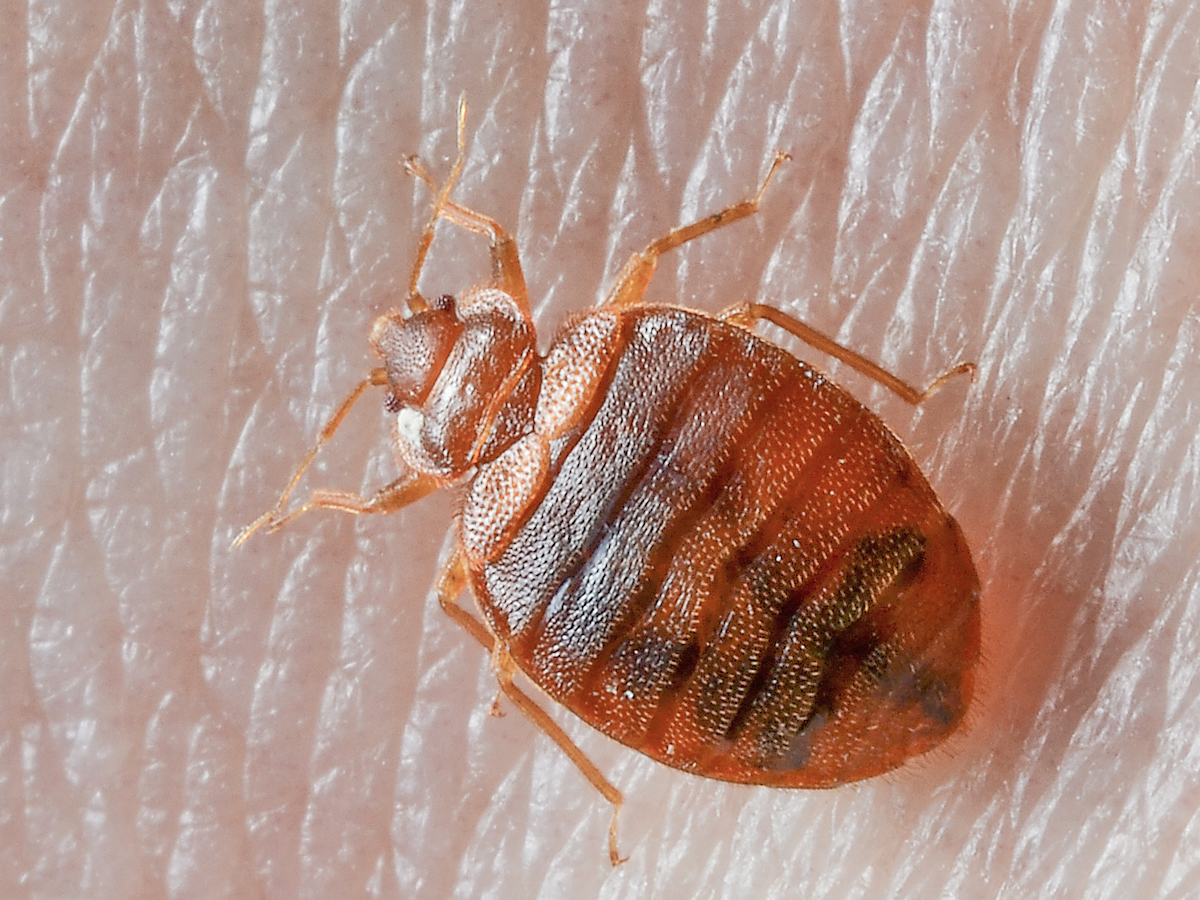 Pic Of A Bed Bug - KibrisPDR