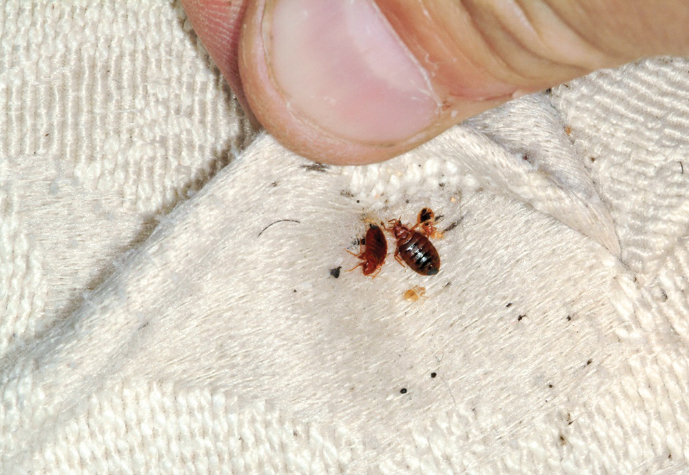 Detail Pic Of A Bed Bug Nomer 38