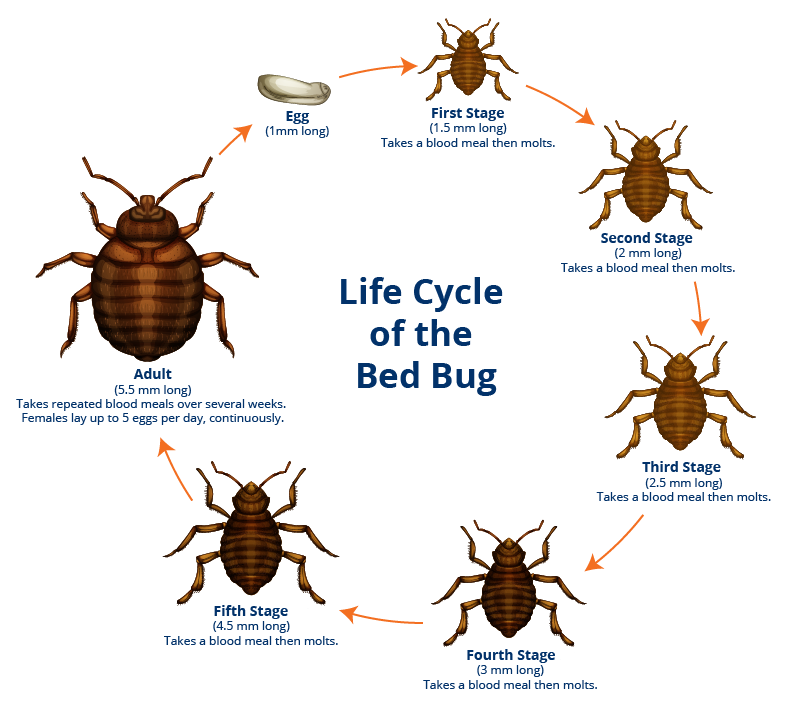 Detail Pic Of A Bed Bug Nomer 44