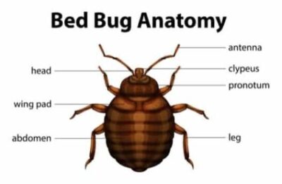 Detail Pic Of A Bed Bug Nomer 52