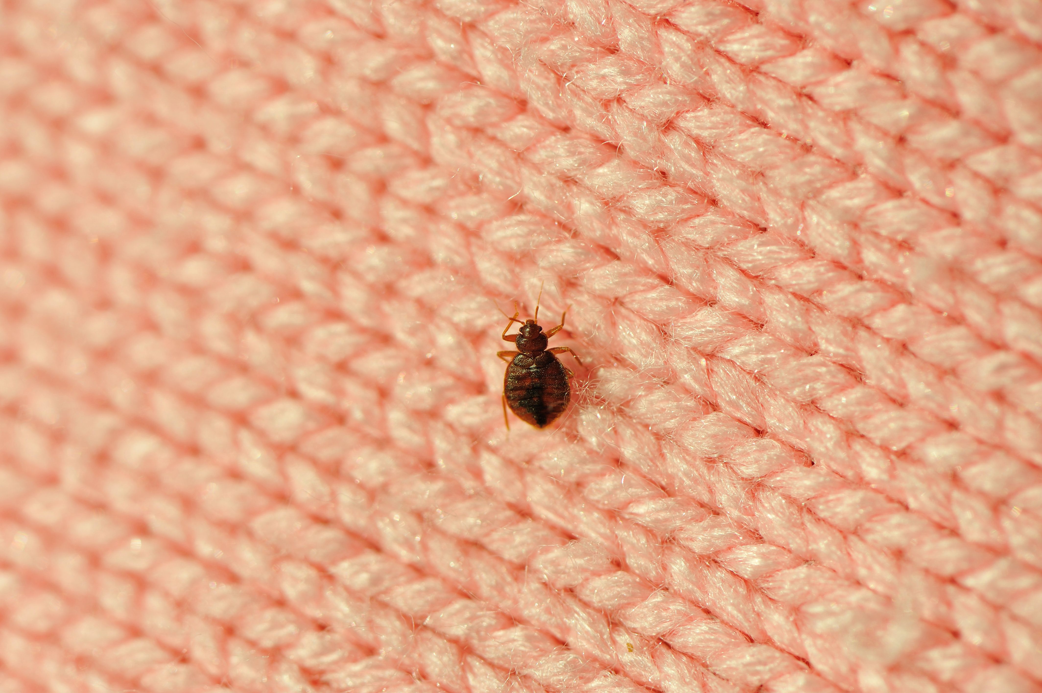 Detail Pic Of A Bed Bug Nomer 6