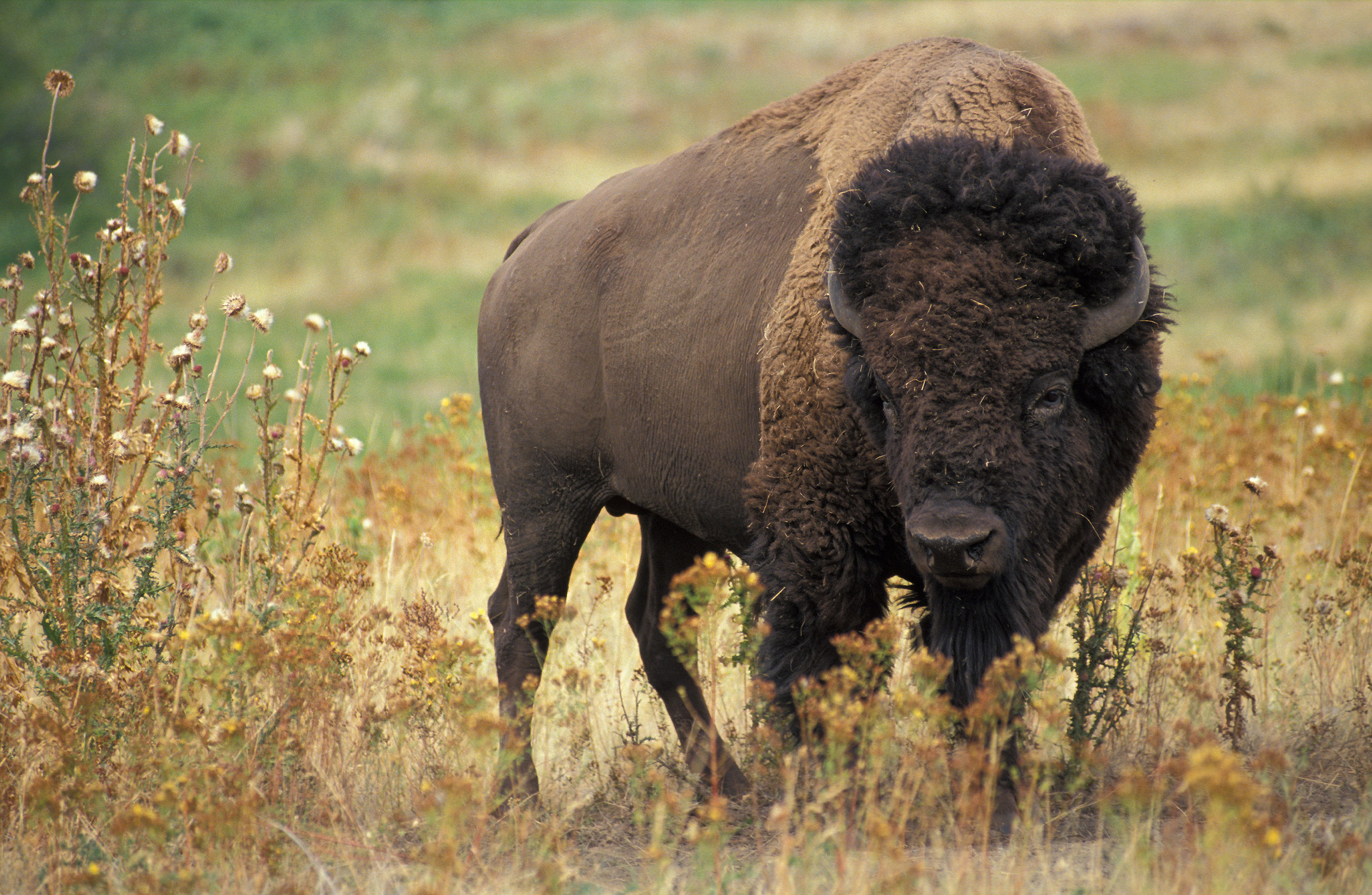 Pic Of A Bison - KibrisPDR