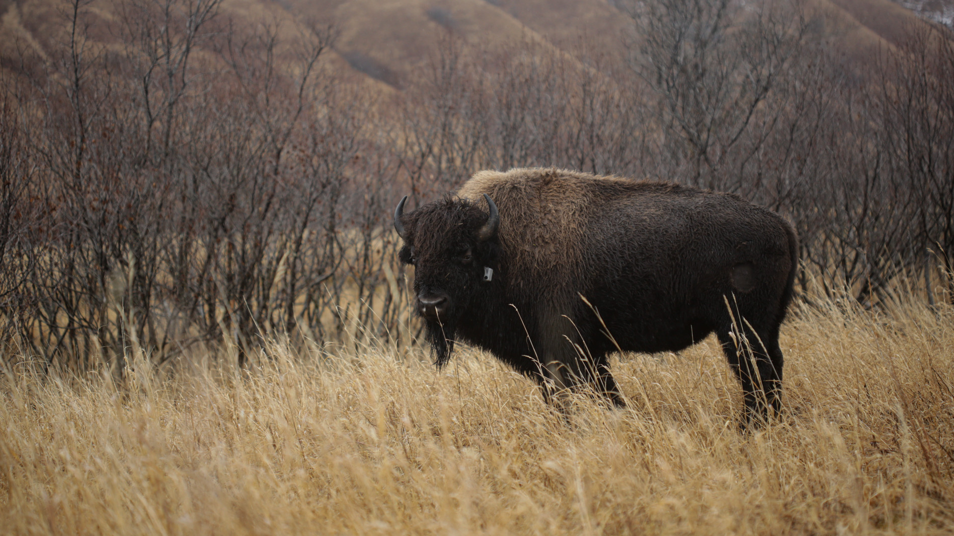 Detail Pic Of A Bison Nomer 42