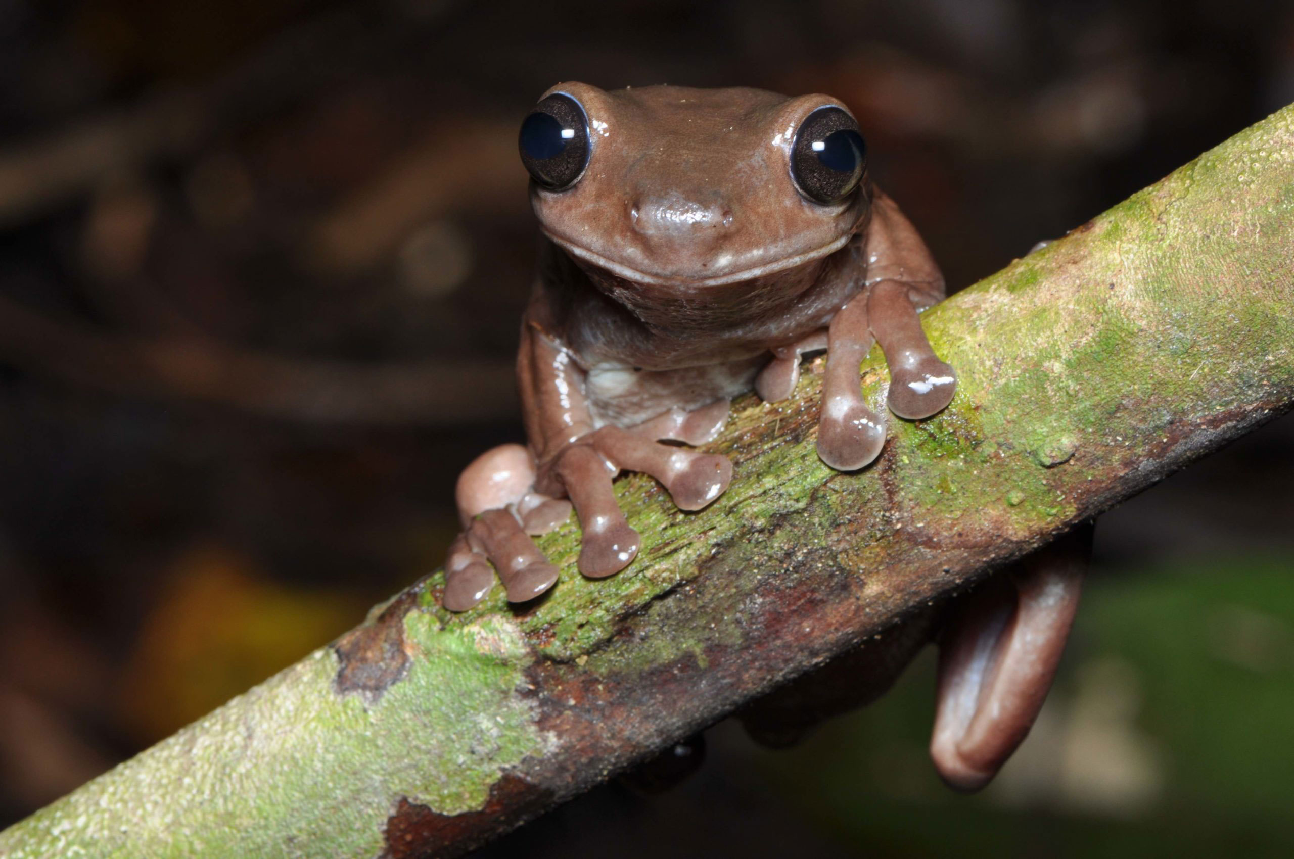 Detail Pic Of A Frog Nomer 14