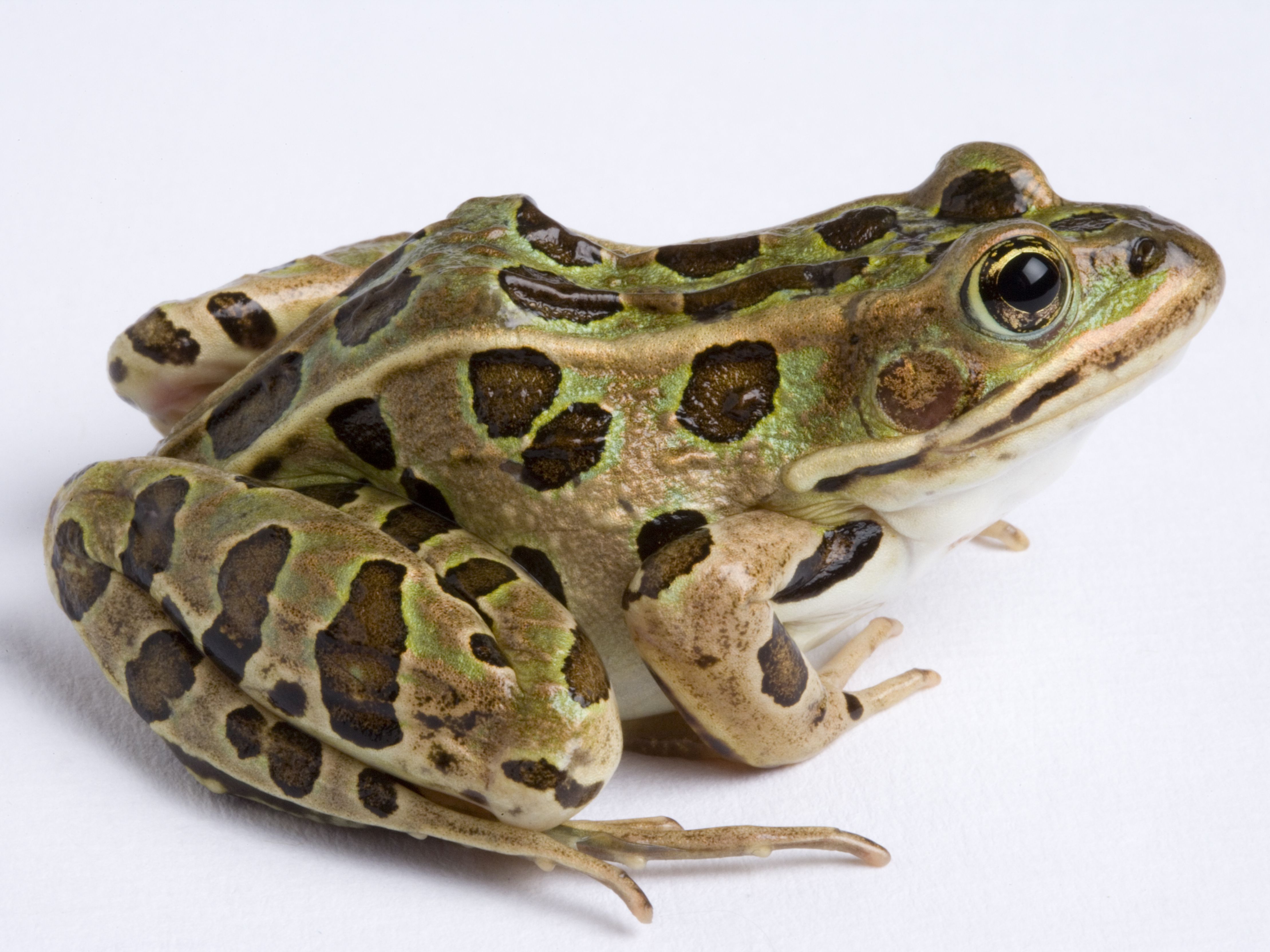 Detail Pic Of A Frog Nomer 16
