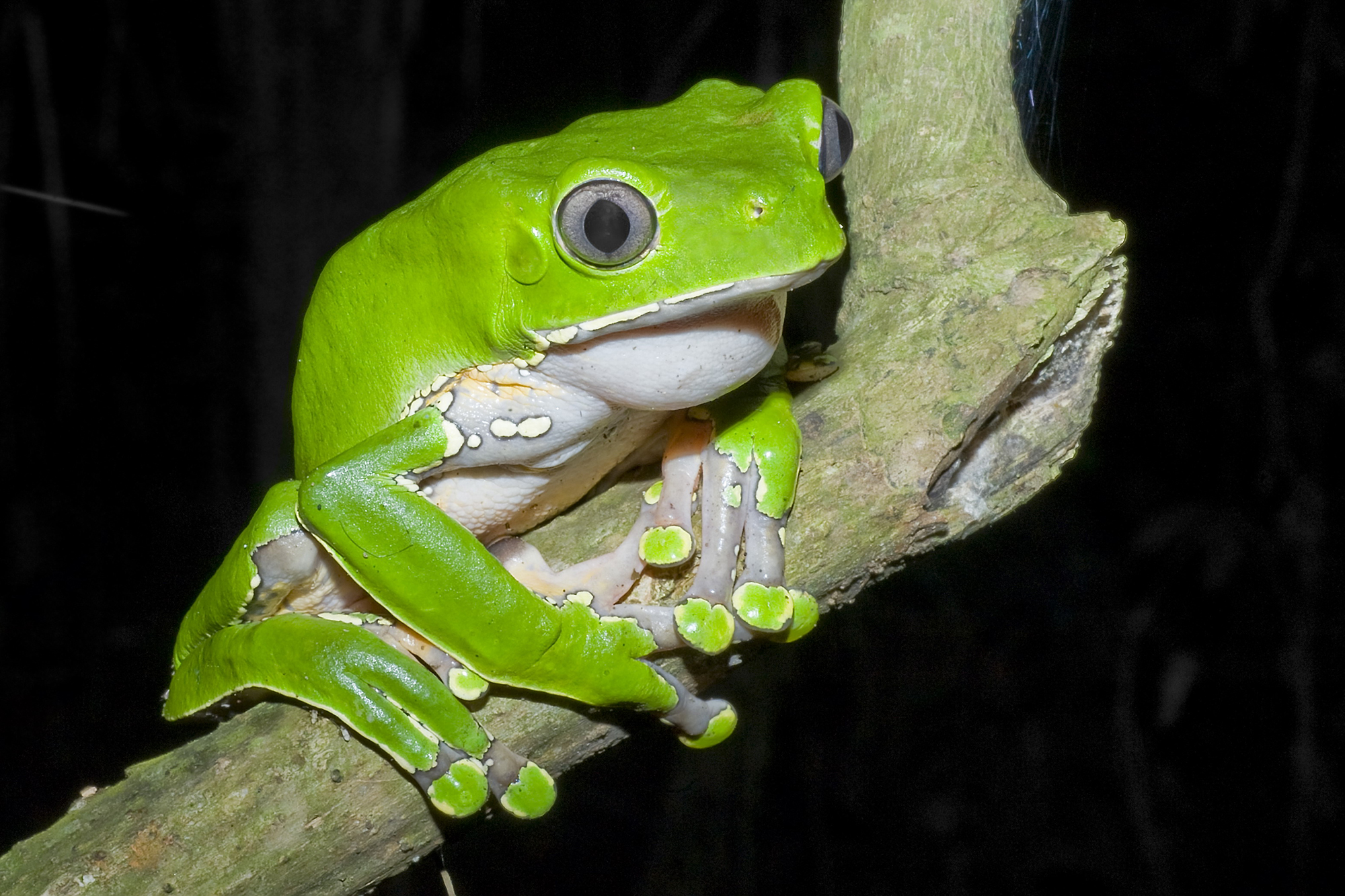 Detail Pic Of A Frog Nomer 17