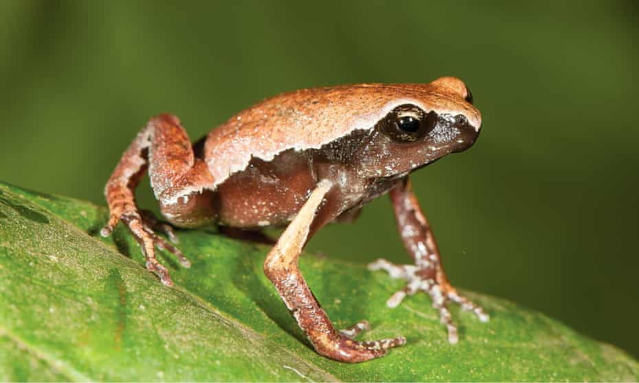 Detail Pic Of A Frog Nomer 19