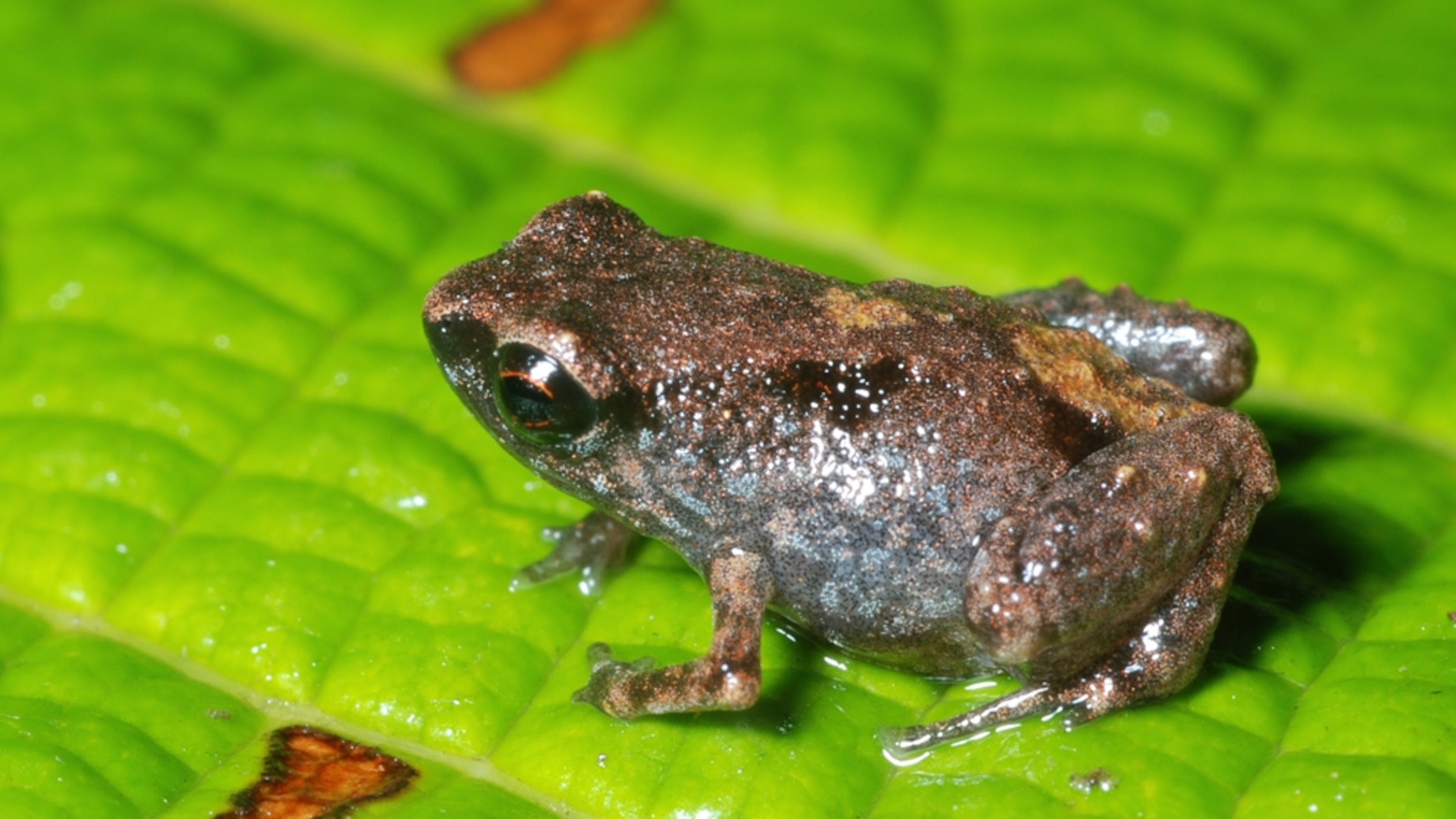 Detail Pic Of A Frog Nomer 21