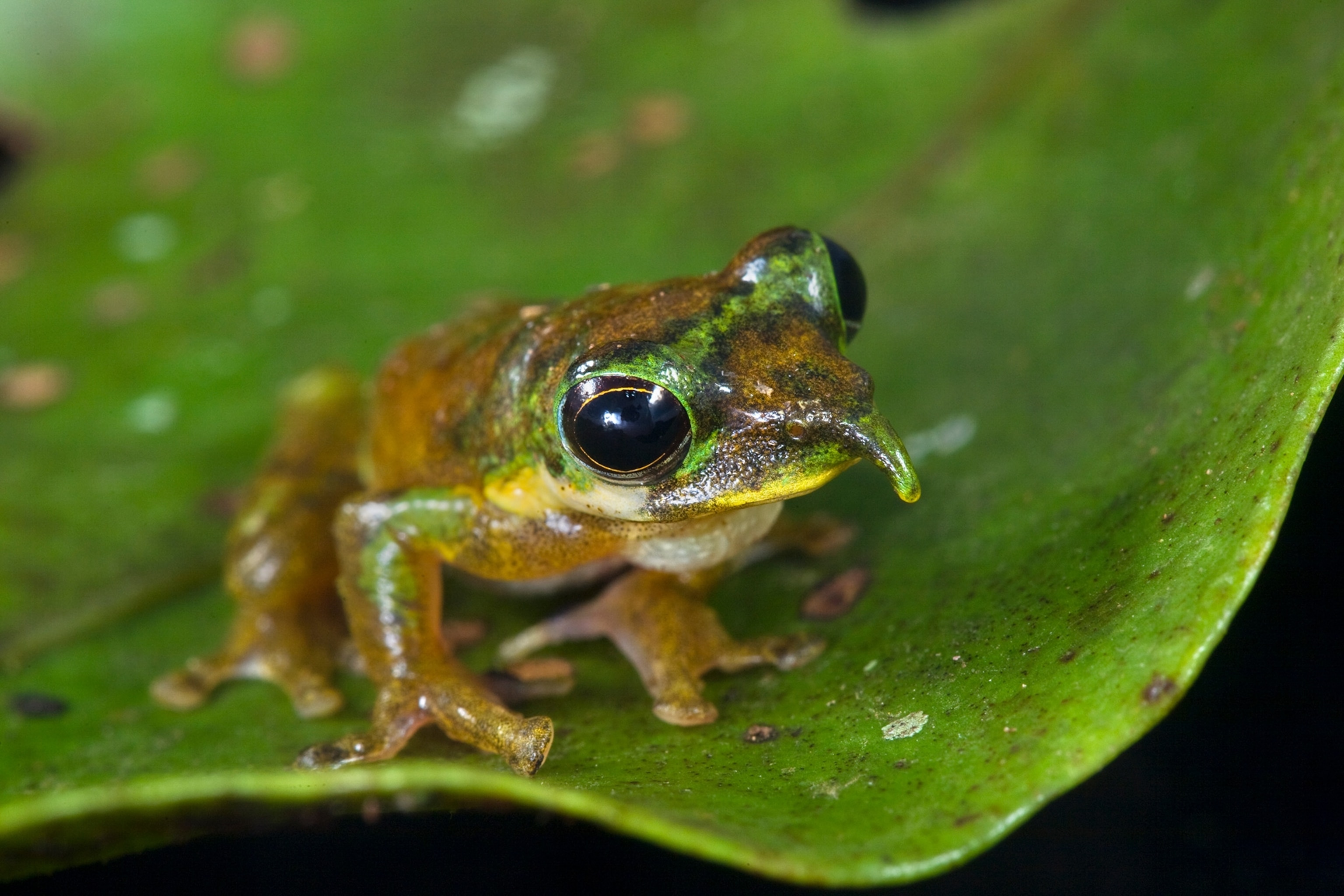Detail Pic Of A Frog Nomer 22