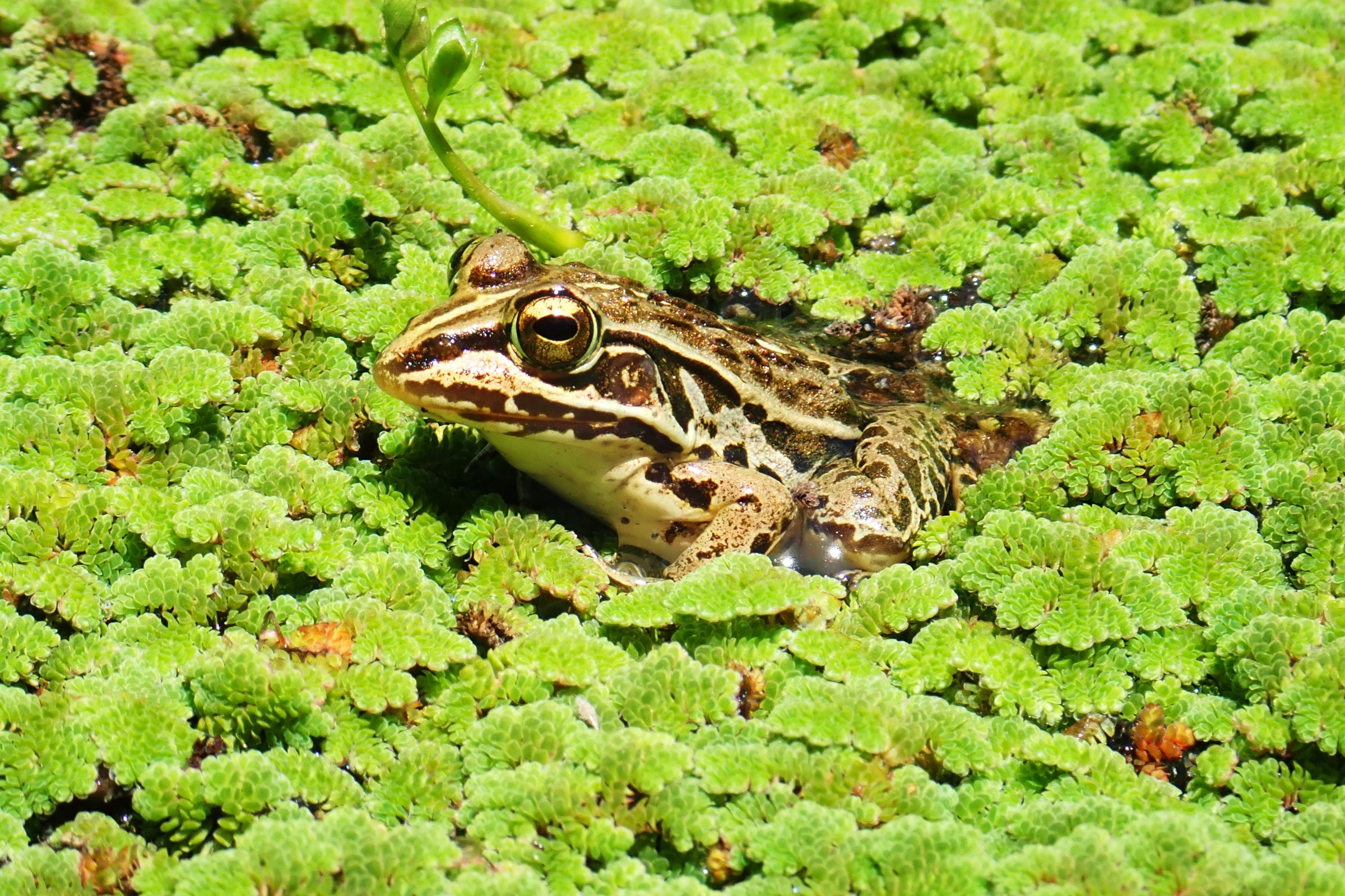 Detail Pic Of A Frog Nomer 23