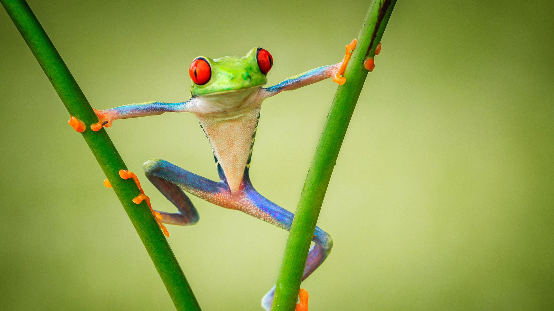 Detail Pic Of A Frog Nomer 26