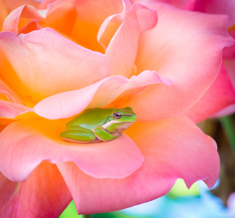 Detail Pic Of A Frog Nomer 29