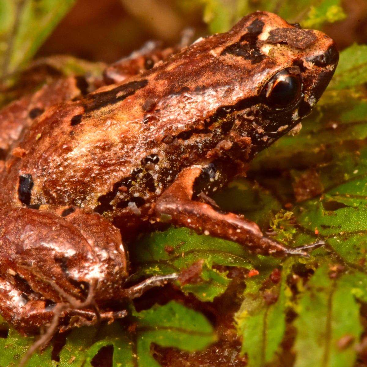 Detail Pic Of A Frog Nomer 32