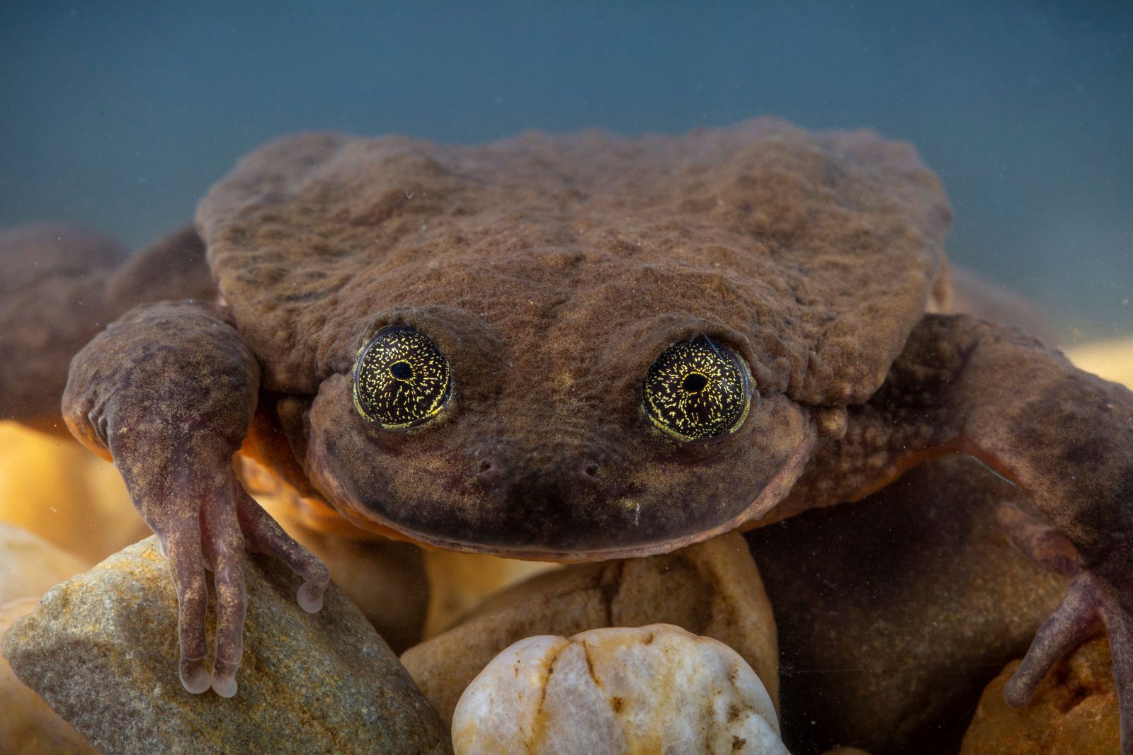 Detail Pic Of A Frog Nomer 33