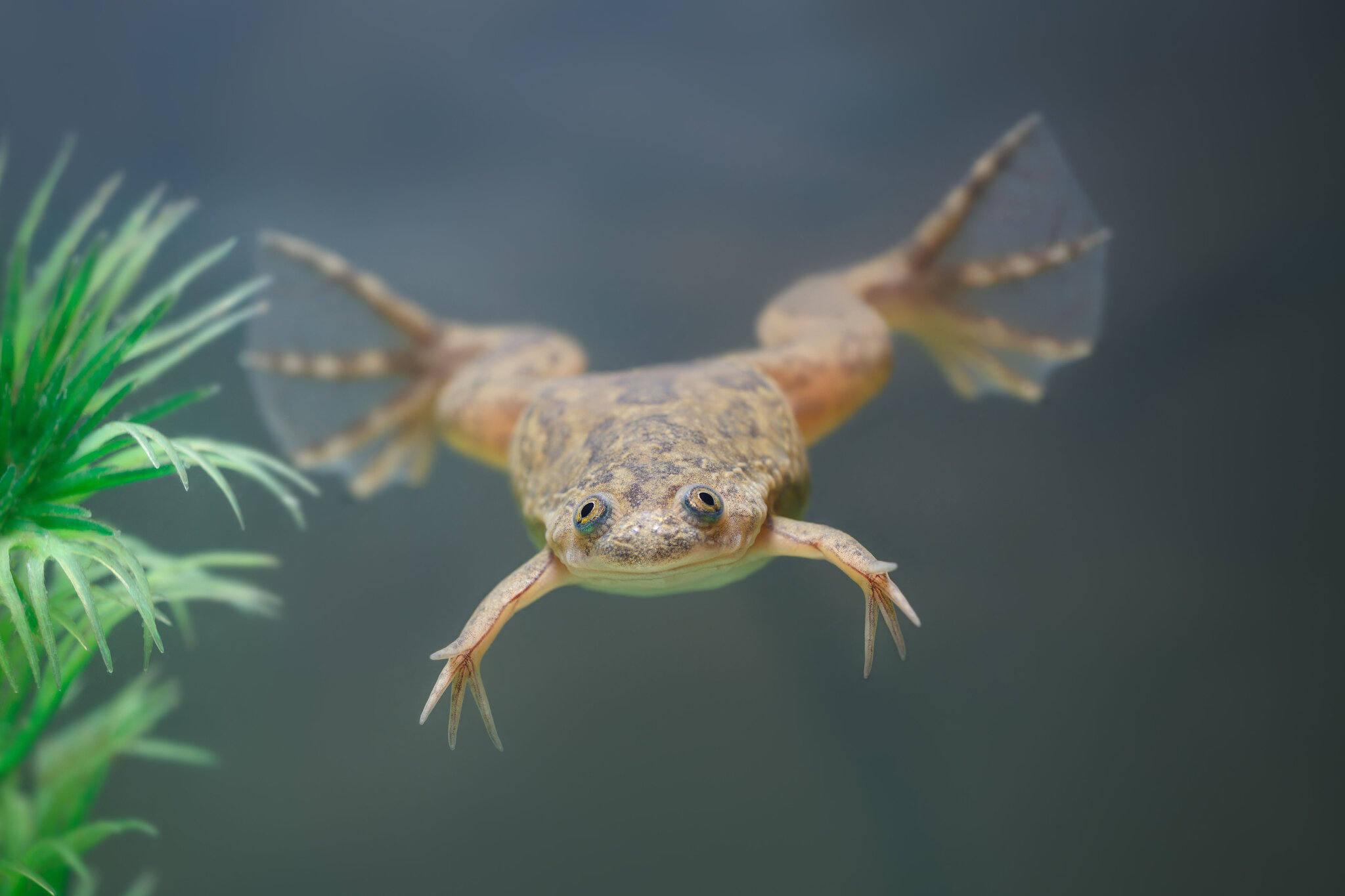 Detail Pic Of A Frog Nomer 35