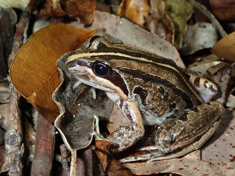 Detail Pic Of A Frog Nomer 36