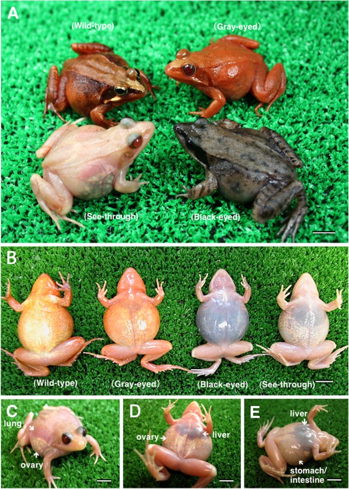 Detail Pic Of A Frog Nomer 39