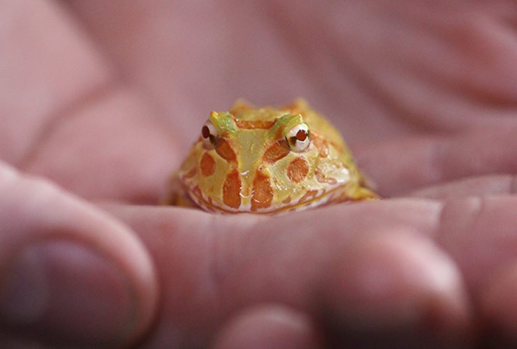 Detail Pic Of A Frog Nomer 44