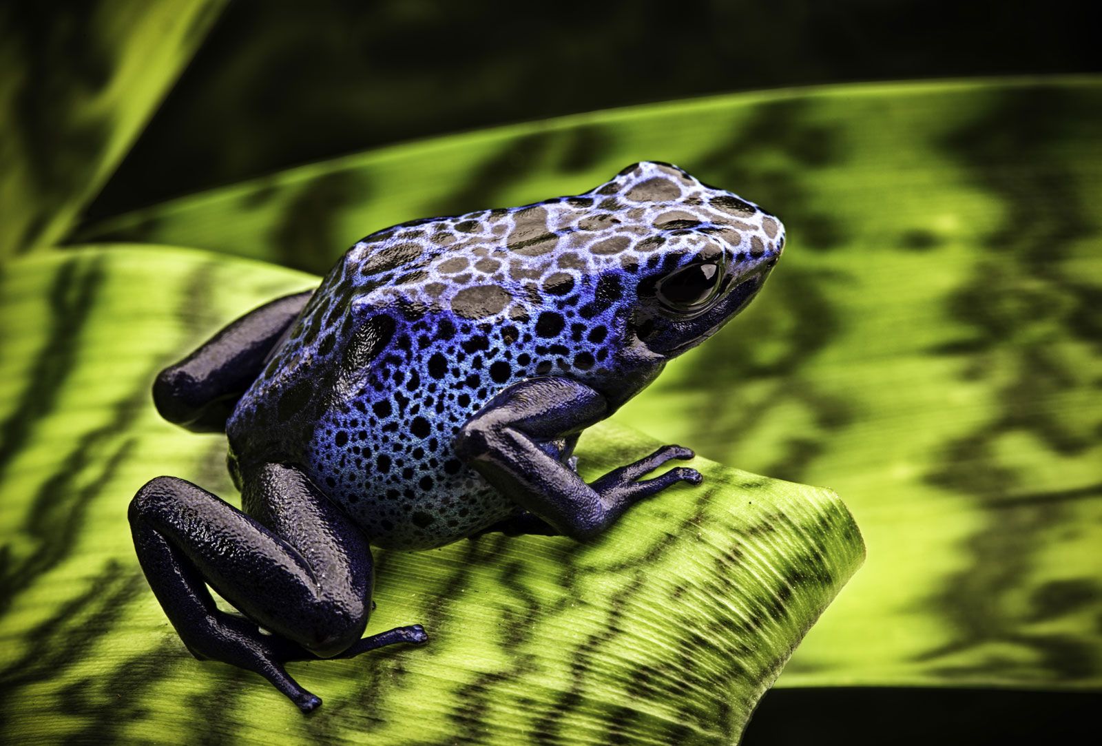 Detail Pic Of A Frog Nomer 45