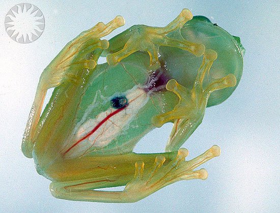 Detail Pic Of A Frog Nomer 47
