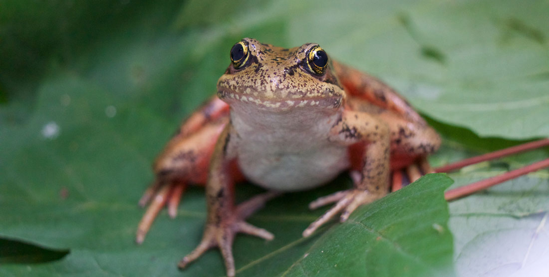 Detail Pic Of A Frog Nomer 6