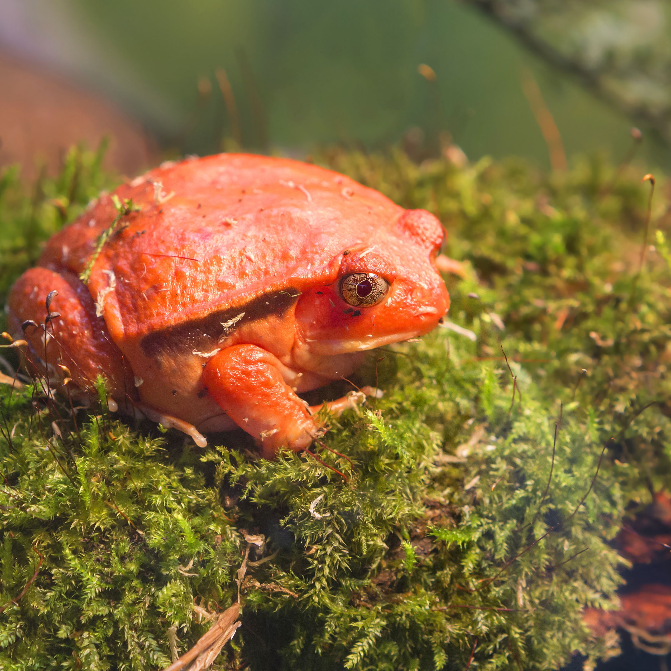 Detail Pic Of A Frog Nomer 48