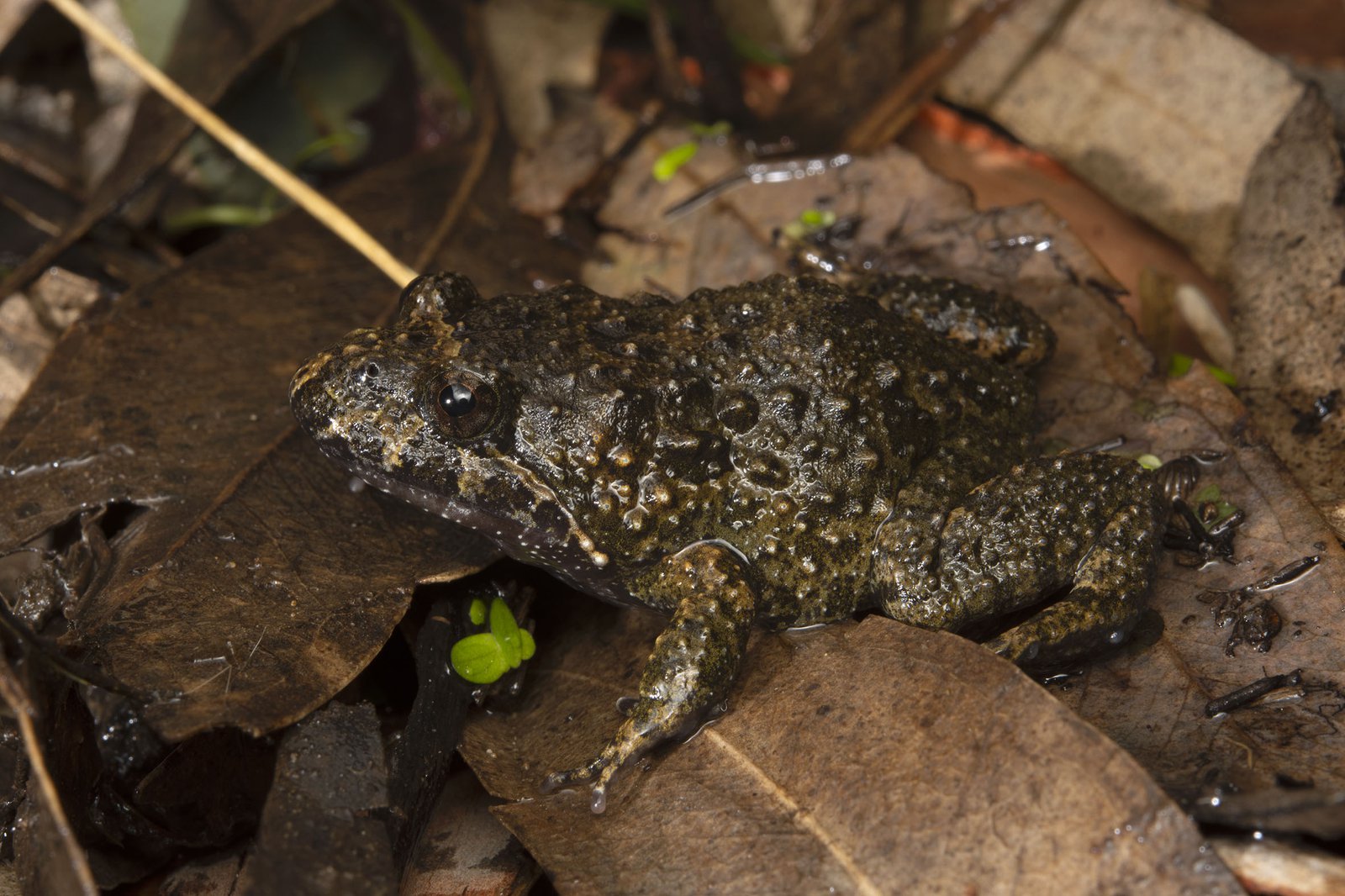 Detail Pic Of A Frog Nomer 50