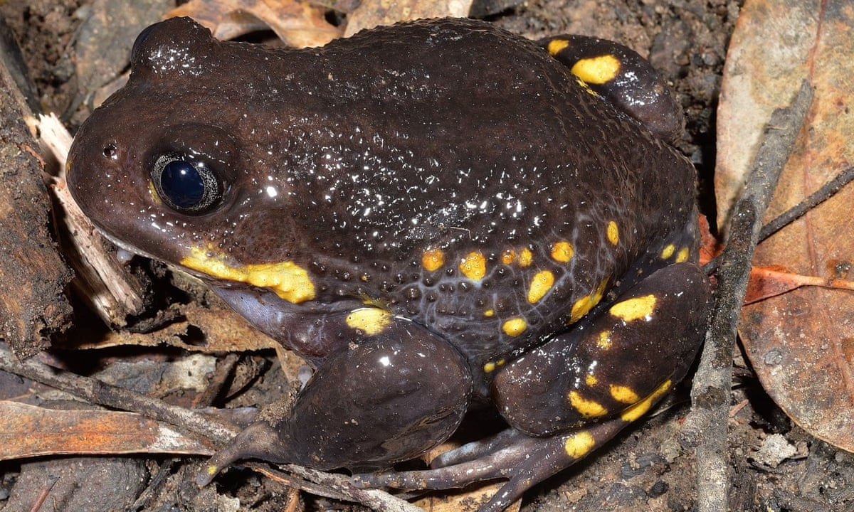 Detail Pic Of A Frog Nomer 51