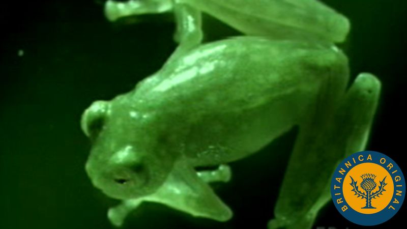 Detail Pic Of A Frog Nomer 53