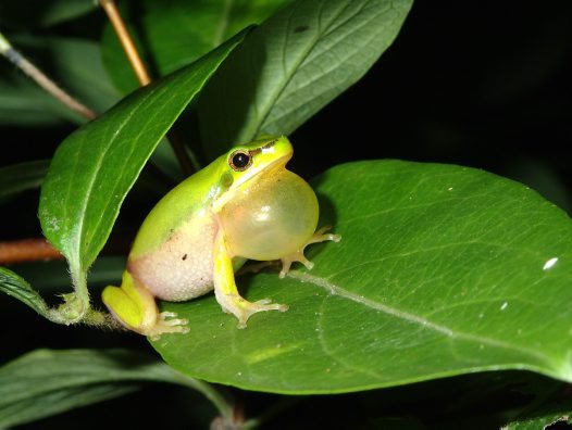 Detail Pic Of A Frog Nomer 54
