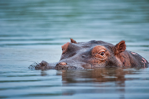 Detail Pic Of A Hippo Nomer 27